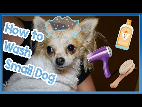فيديو: كيفية غسل كلب صغير في بالوعة المطبخ