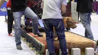 Pit Bulls Pulling Weights In Thailand