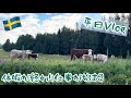 休暇が終わり仕事が始まる/スウェーデン北部在住の通常営業