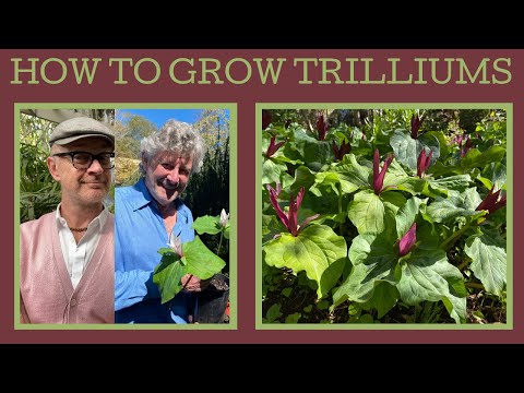 Vídeo: Pots desenterrar trilliums?