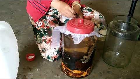 Ngâm rựu chim bìm bịp và tắc kè