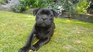 Staffy Puppy by Jason 8,198 views 5 years ago 4 minutes, 6 seconds