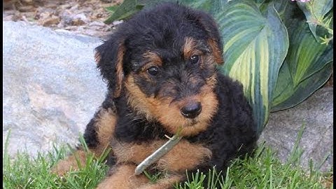 Airedale puppies for sale in michigan