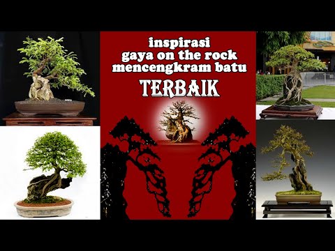 50-contoh-bonsai-on-the-rock-/-mencengkram-batu-paling-inspiratif