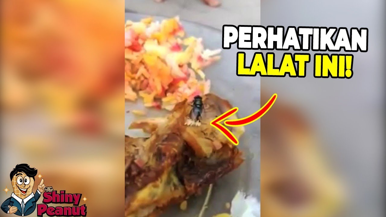 Jangan Anggap Remeh Makanan Yang Dihinggapi Lalat Kalo Gak Mau Kaya Gini Youtube