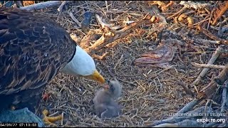 Two Harbors Cam I. Chase and Cholyn feeding their eagle chick. Another fish delivery. 04.09.2022