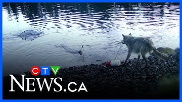 Clever sea wolf pulls crab traps out of water to eat bait in British Columbia