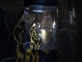 Halo Infinite Gameplay Episode 139 | Teknulujia Gaming #shorts #ytshorts