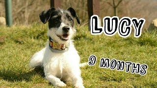 Mongrel Lucy - 9 months | TRICKS & FUN! by Terka Šubrtová 496 views 8 years ago 2 minutes, 37 seconds