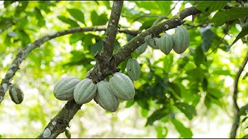 Cocoa Rehabilitation & Restoration in Ghana - Documentary (2021)