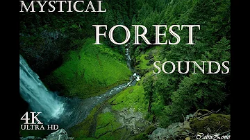 Mystical Forest Sounds | Yoga | Meditation | Nature Therapy | Birds Chirping | Creek Sounds| Healing