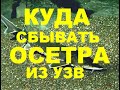 КУДА СБЫВАТЬ ОСЕТРА ИЗ УЗВ