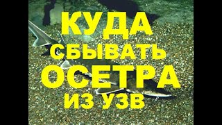 КУДА СБЫВАТЬ ОСЕТРА ИЗ УЗВ