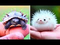 Most Dangerous Baby Animals In The World