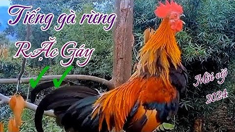 Tiếng gà rừng gáy Hay✓✓ và Hiệu quả nhất 2024, (không tập âm) . Suab qaib qus qua zoo dib tuaj 💯%✓✓