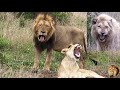 Is Casper The White Lion Jealous Of His Brother Mfowethu?