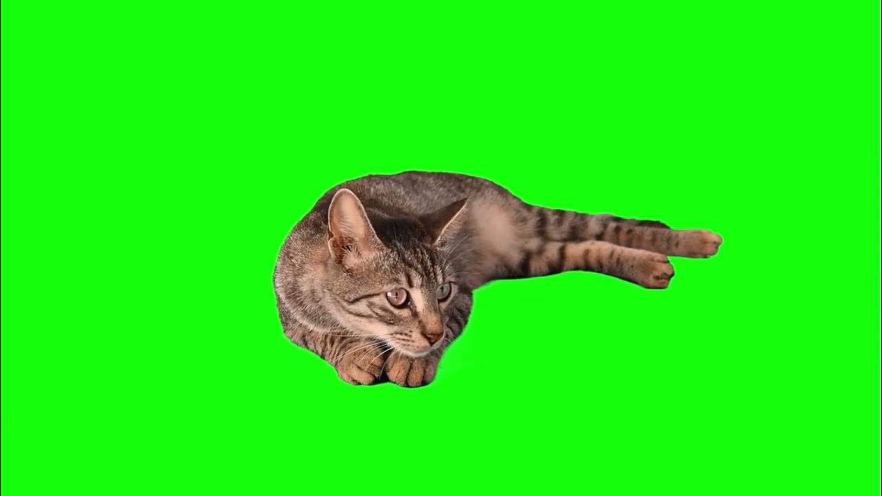 Фото кота на зеленом фоне
