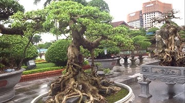Dãy cây tầm trung đẹp nhất tại triển lãm SVC Bắc Ninh - very nice bonsai