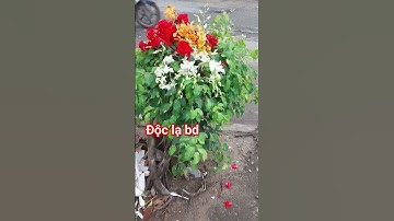 Cây độc lạ bình dương #doclabinhduong #shortvideo #viralvideo #xuhuong