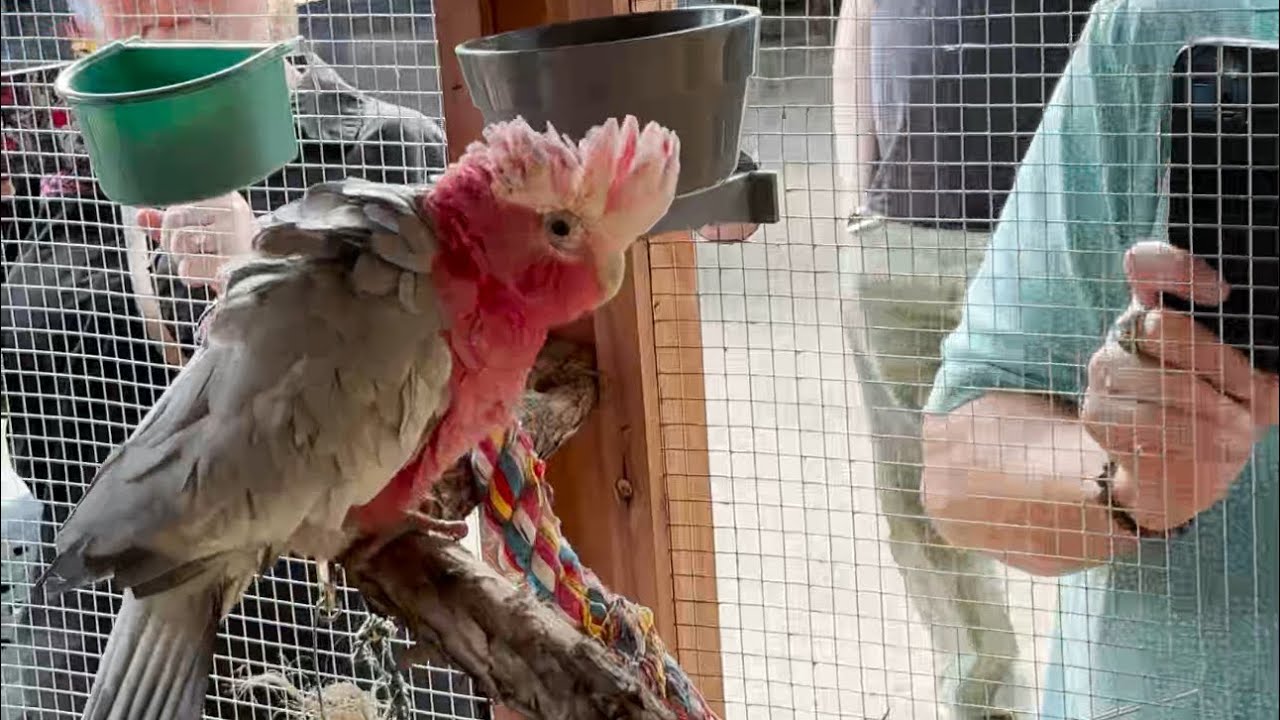 NEW ROSE BREASTED COCKATOOS‼️