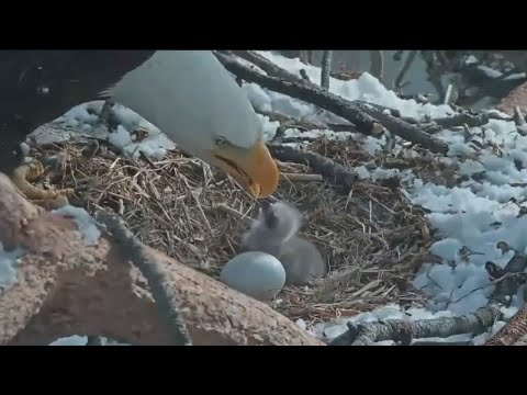 Video: Vulturii au eclozat în urs mare?