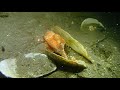 Grunt sculpin at Burrows island.