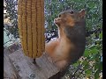 Squirrel Cam Live Stream - Squirrels Eating Corn #squirrel #squirrels #squirrelcam #squirrelfeeding