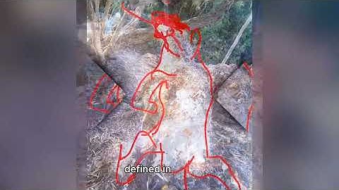 The terminal harvest of the hyaenic form