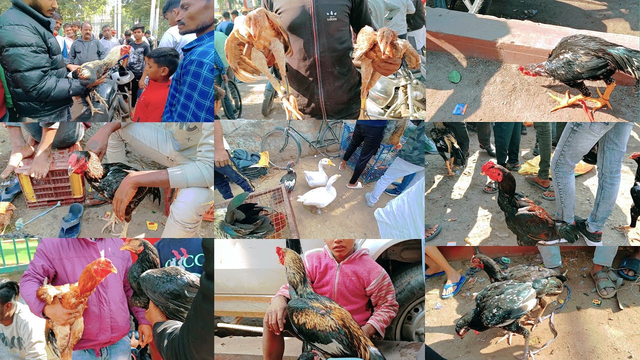 🔥Asil Murga Iover video Nimbu Park Lucknow😱