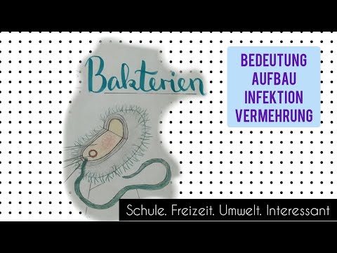 Bakterien Aufbau Bakterielle