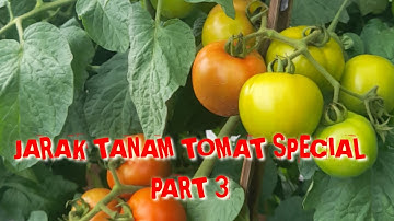 Jarak tanam rapat pada tomat!!!auto joss pada buah PART 3