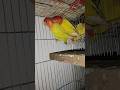 ডিম বাচ্চা সহ লাভ বার্ড পাখি কিনুন পাখির হাট #lovebirds #shortvideo #shorts #short #shortsfeed