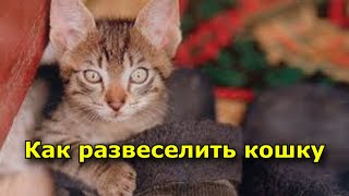 Как развеселить кошку