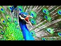 Peacock sound (4k) - voice of peacock call