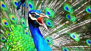 Peacock sound (4k) - voice of peacock call