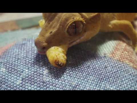 crested gecko wax worms