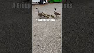 I saw a family of goose’s ￼#wildbirds #family #goose #verynice