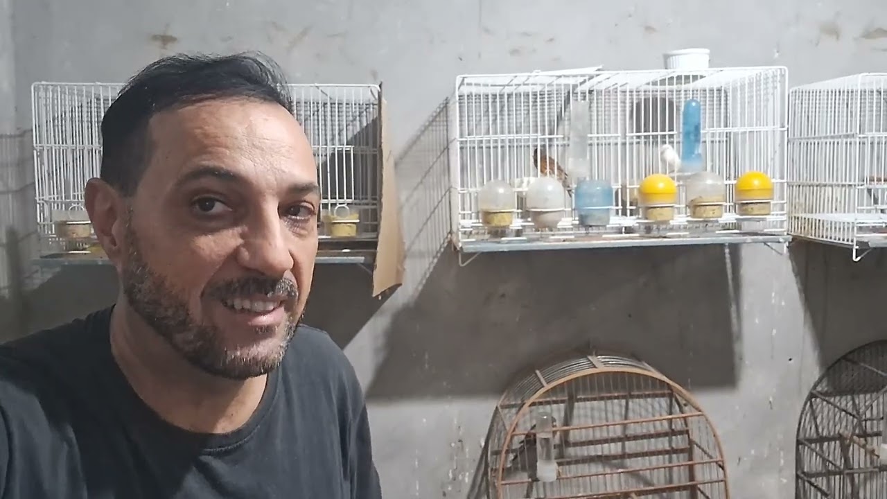 PRECISEI ACORDAR MEUS CANÁRIOS 