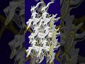 ポケモン公式が主催した『ルールが頭おかしい大会』を全解説#Shorts