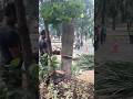Amazing skills Woodworking projects palm tree feeling Technique #shortvideo #treecutting #chainsaw