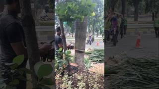 Amazing skills Woodworking projects palm tree feeling Technique #shortvideo #treecutting #chainsaw