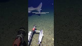Surprise shark caught on camera for first time in Antarctica’s near-freezing deep