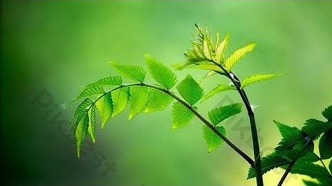 Cùng chiêm ngưỡng vẻ đẹp hoa cỏ thiên nhiên giúp thư giãn | MỘC