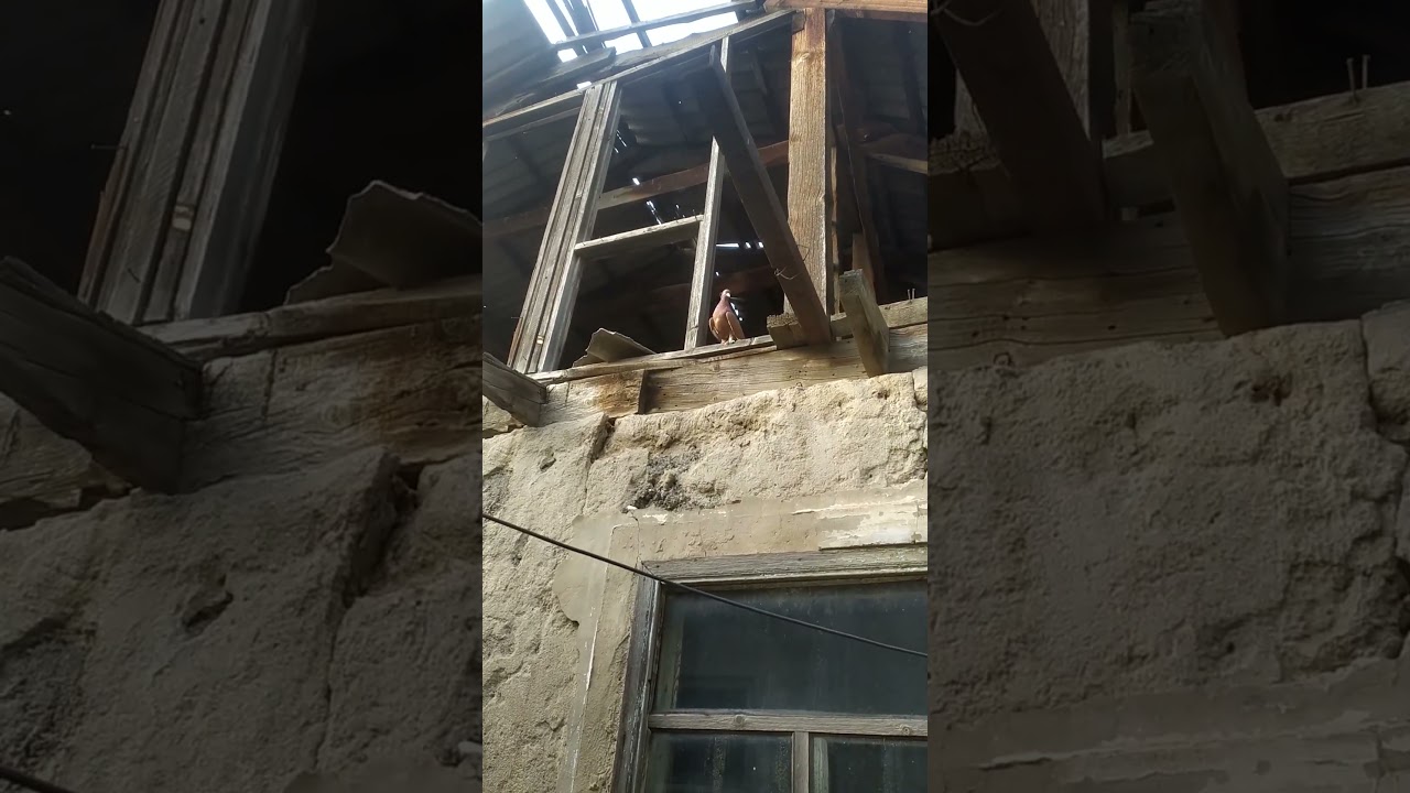 КОШКИ ЧУТЬ НЕ СЬЕЛИ ГОЛУБЯ!