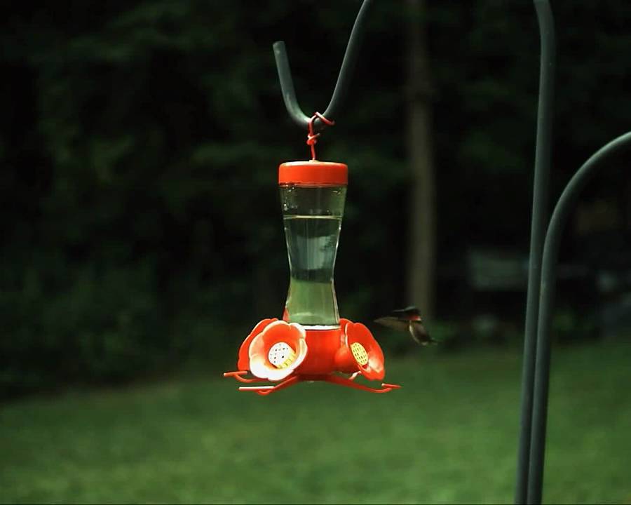 High Speed Video of a Hummingbird Hovering