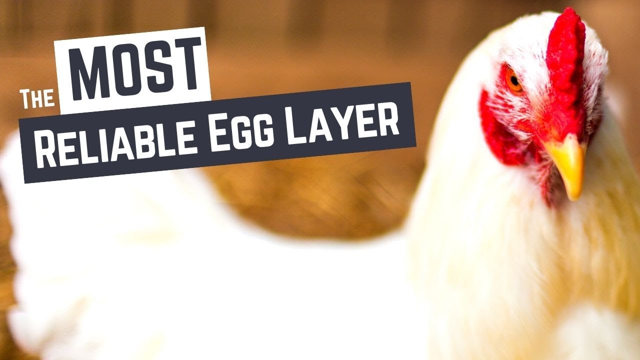 The BEST White Egg Laying Chicken for Your Homestead Leghorn Chickens