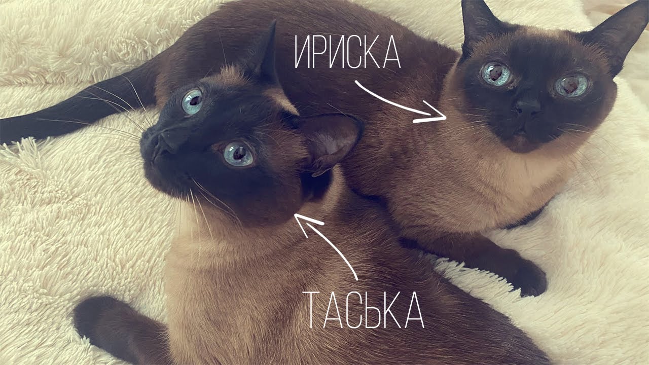 Чем кормить тайскую кошку?