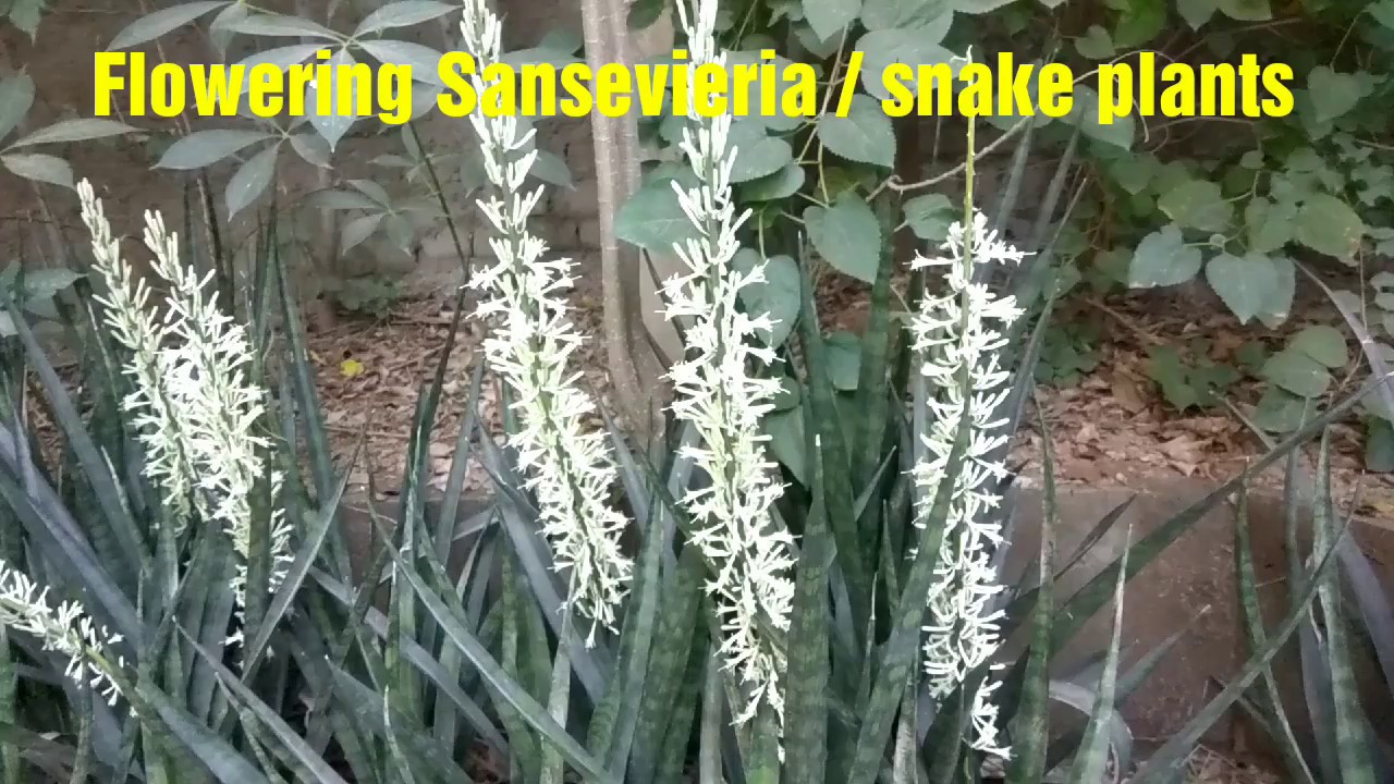 Snake Plant Flower The Rare Mother In Law Tongue Flower,How To Play Gin Rummy Video