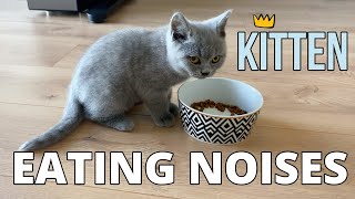 Lord Louis - Kitten making funny eating noises by Lord Louis XIII 1,950 views 3 years ago 2 minutes, 4 seconds