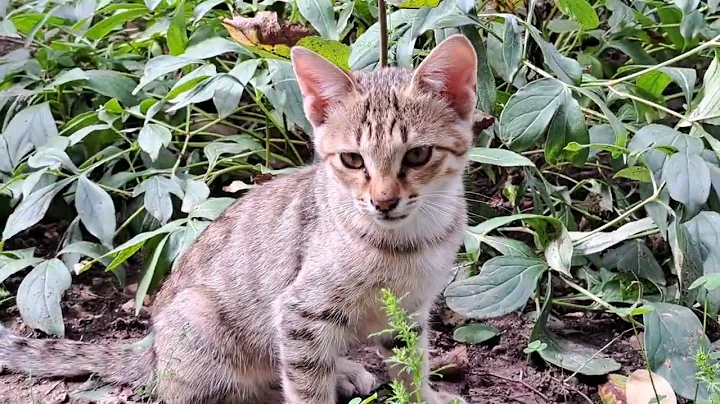 Watch the video about The kitten walking in the yard is very cute.